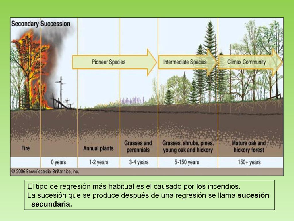 El tipo de regresión más habitual es el causado por los incendios.