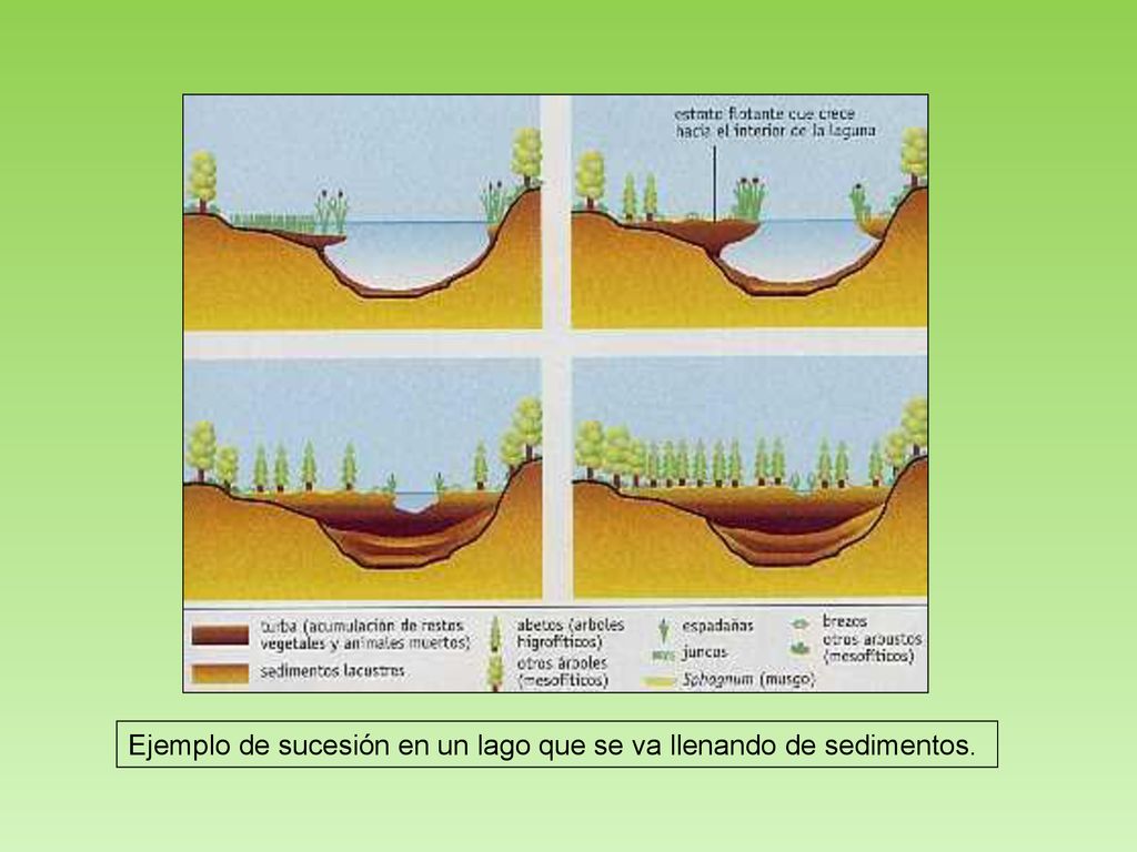 Ejemplo de sucesión en un lago que se va llenando de sedimentos.