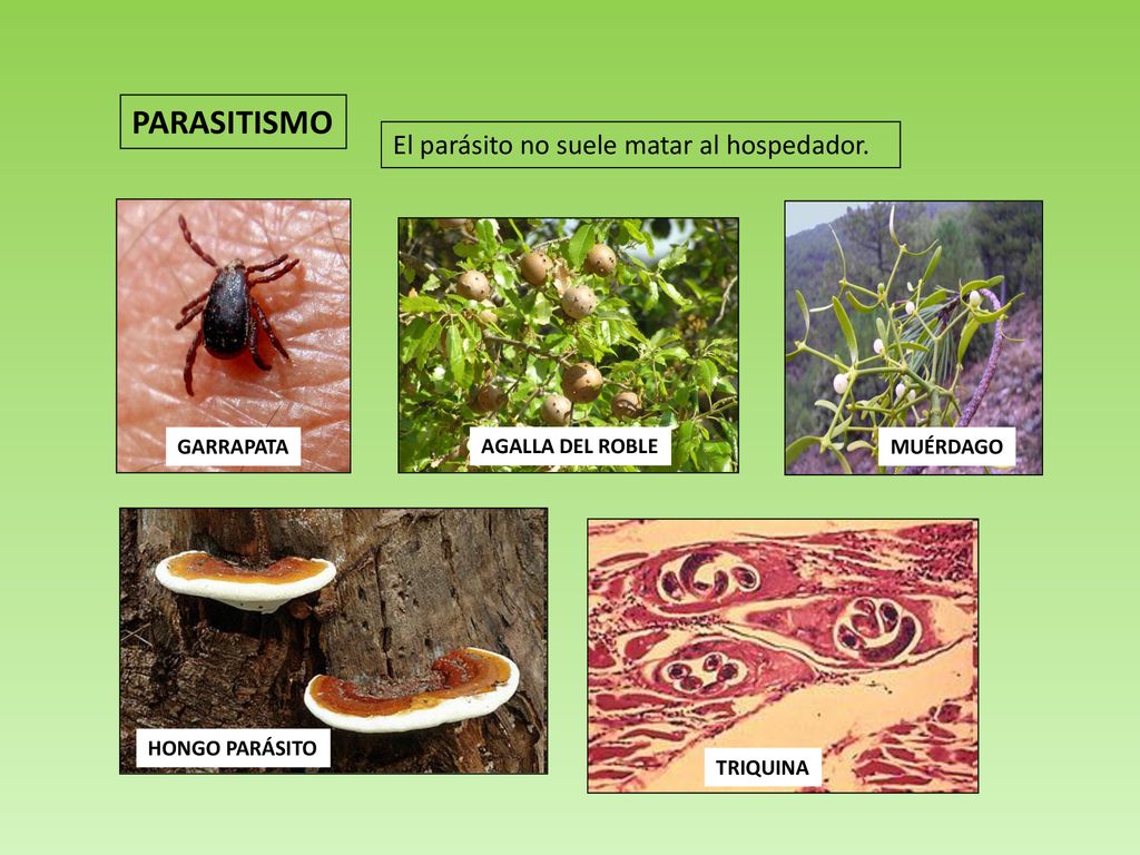 PARASITISMO El parásito no suele matar al hospedador. GARRAPATA
