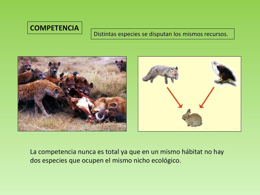 COMPETENCIA Distintas especies se disputan los mismos recursos. La competencia nunca es total ya que en un mismo hábitat no hay.