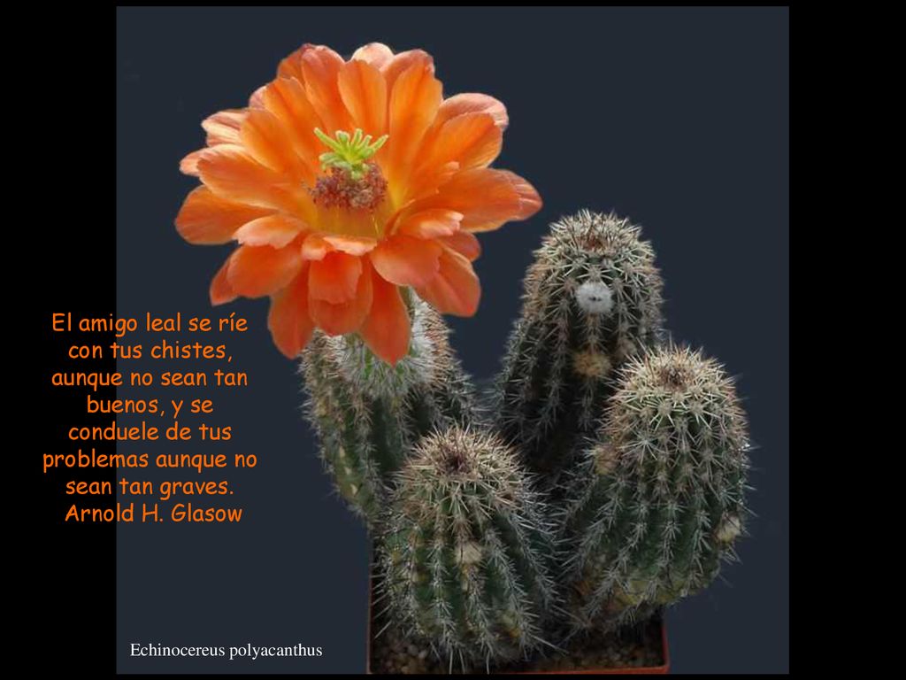 El amigo leal se ríe con tus chistes, aunque no sean tan buenos, y se conduele de tus problemas aunque no sean tan graves.