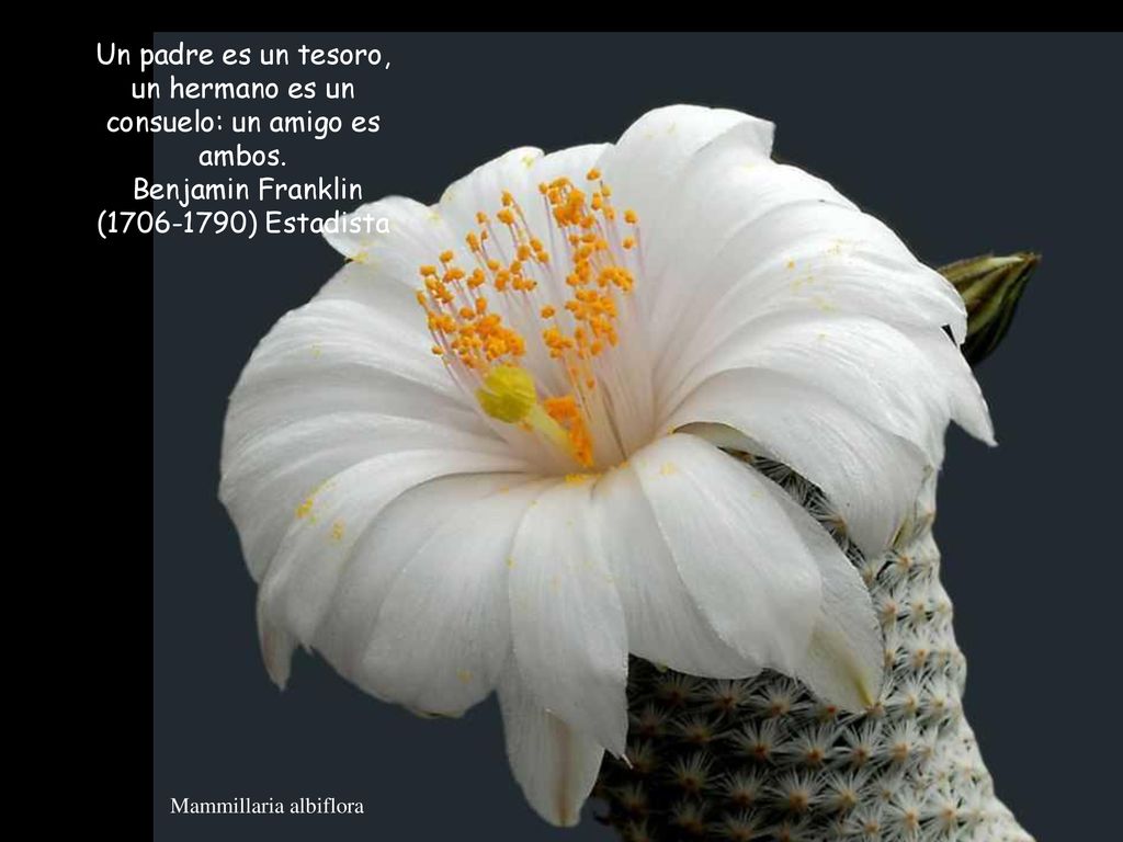 Un padre es un tesoro, un hermano es un consuelo: un amigo es ambos.