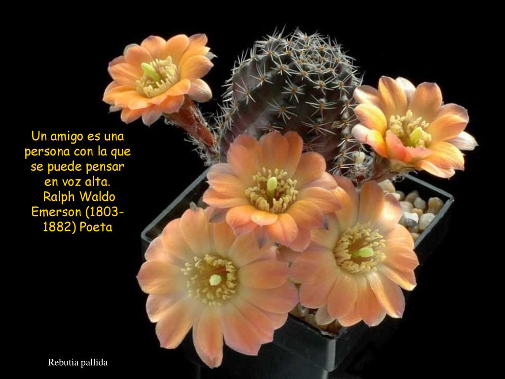 Un amigo es una persona con la que se puede pensar en voz alta.
