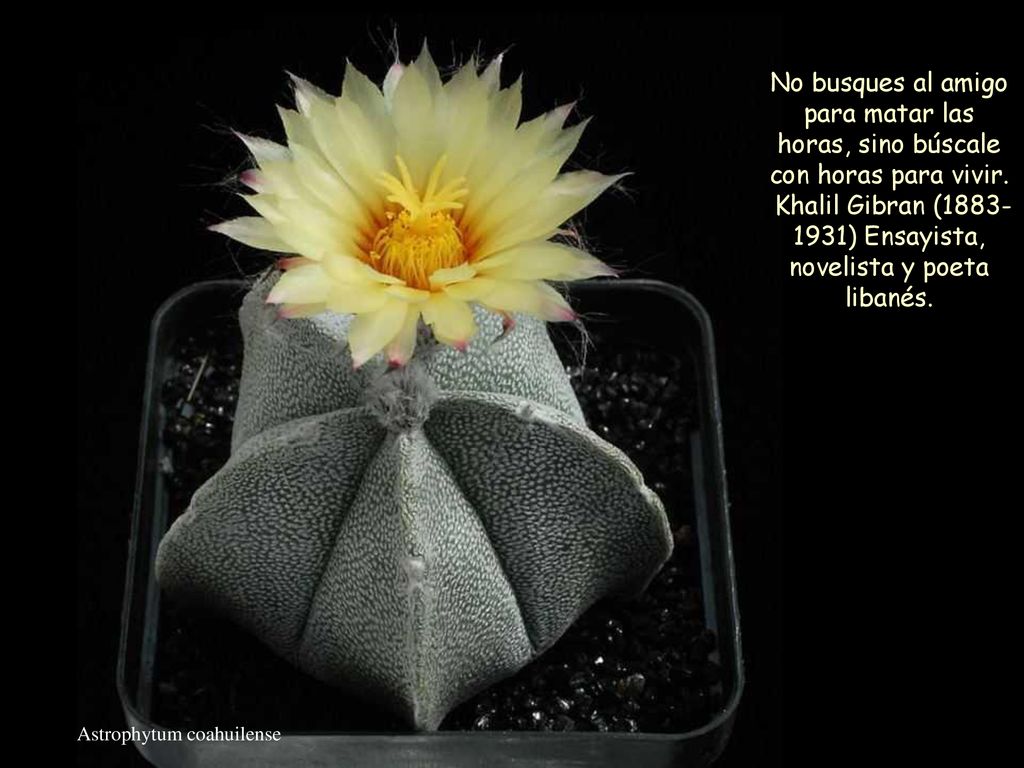 Khalil Gibran ( ) Ensayista, novelista y poeta libanés.