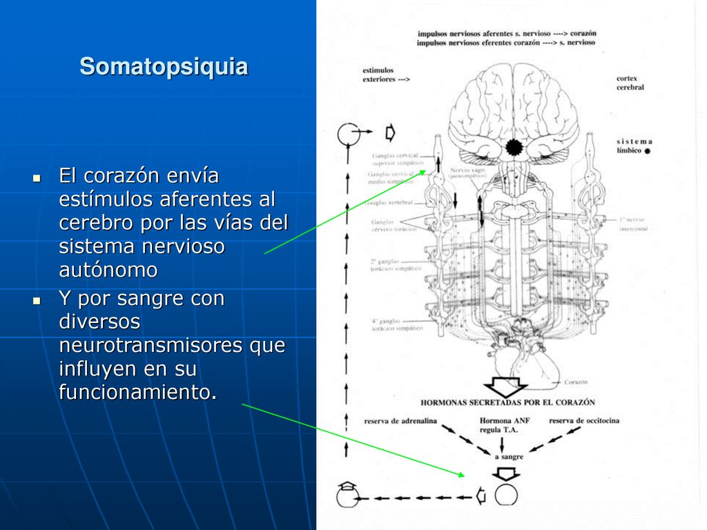 Somatopsiquia El corazón envía estímulos aferentes al cerebro por las vías del sistema nervioso autónomo.