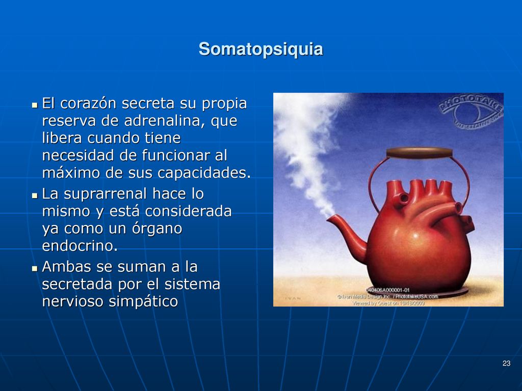 Somatopsiquia El corazón secreta su propia reserva de adrenalina, que libera cuando tiene necesidad de funcionar al máximo de sus capacidades.