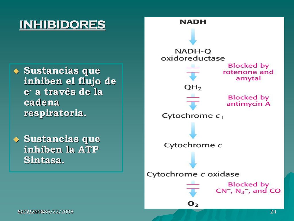 INHIBIDORES Sustancias que inhiben el flujo de e- a través de la cadena respiratoria. Sustancias que inhiben la ATP Sintasa.