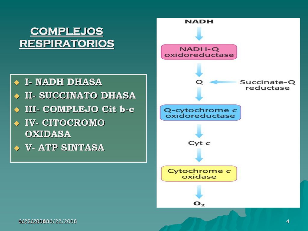 CADENA RESPIRATORIA. - ppt descargar