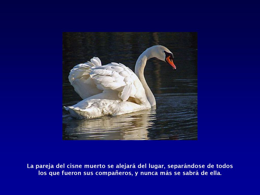 La pareja del cisne muerto se alejará del lugar, separándose de todos