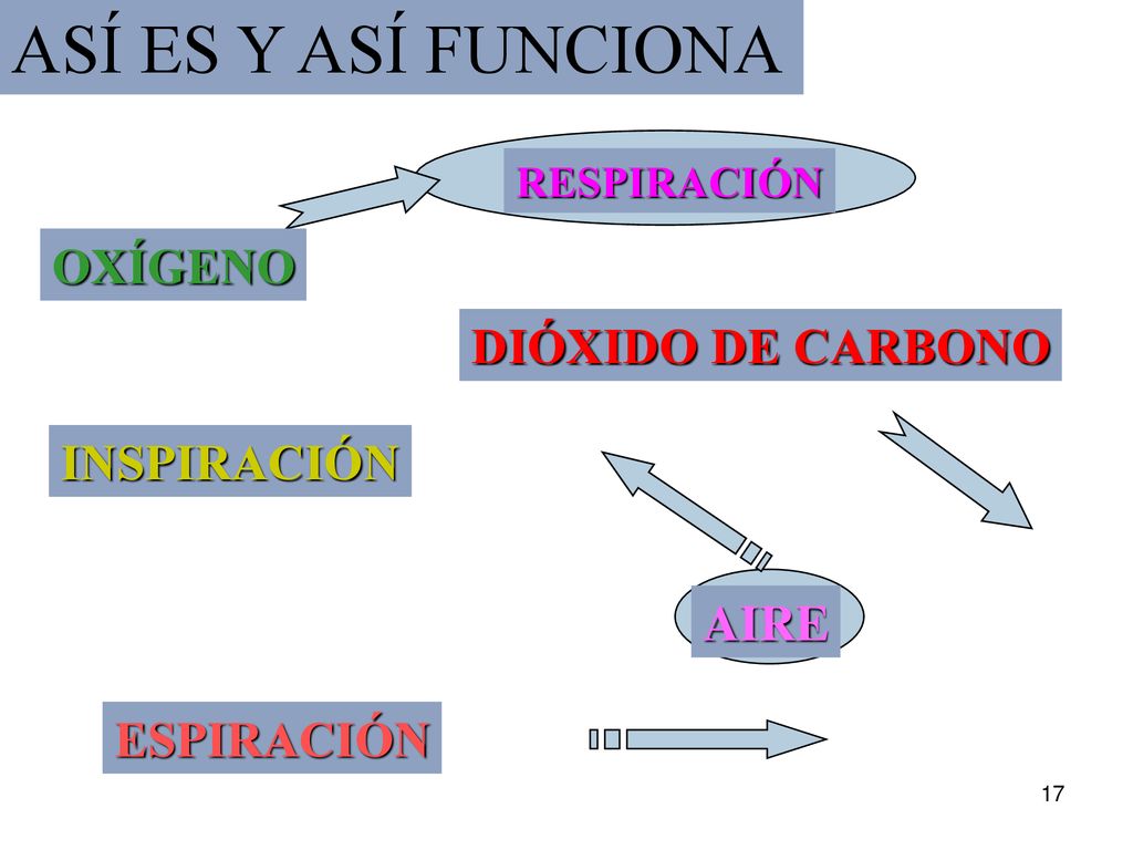 ASÍ ES Y ASÍ FUNCIONA OXÍGENO DIÓXIDO DE CARBONO INSPIRACIÓN AIRE