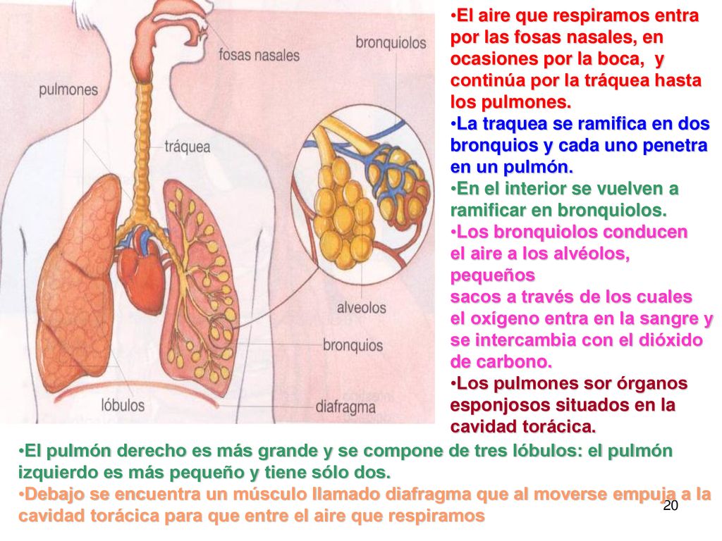 El aire que respiramos entra por las fosas nasales, en ocasiones por la boca, y continúa por la tráquea hasta los pulmones.