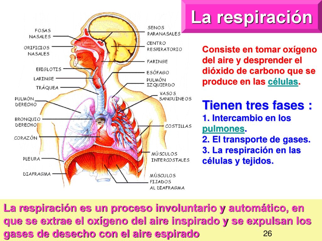 La respiración Consiste en tomar oxígeno del aire y desprender el dióxido de carbono que se produce en las células.