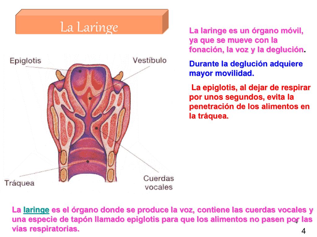 La Laringe La laringe es un órgano móvil, ya que se mueve con la fonación, la voz y la deglución. Durante la deglución adquiere mayor movilidad.