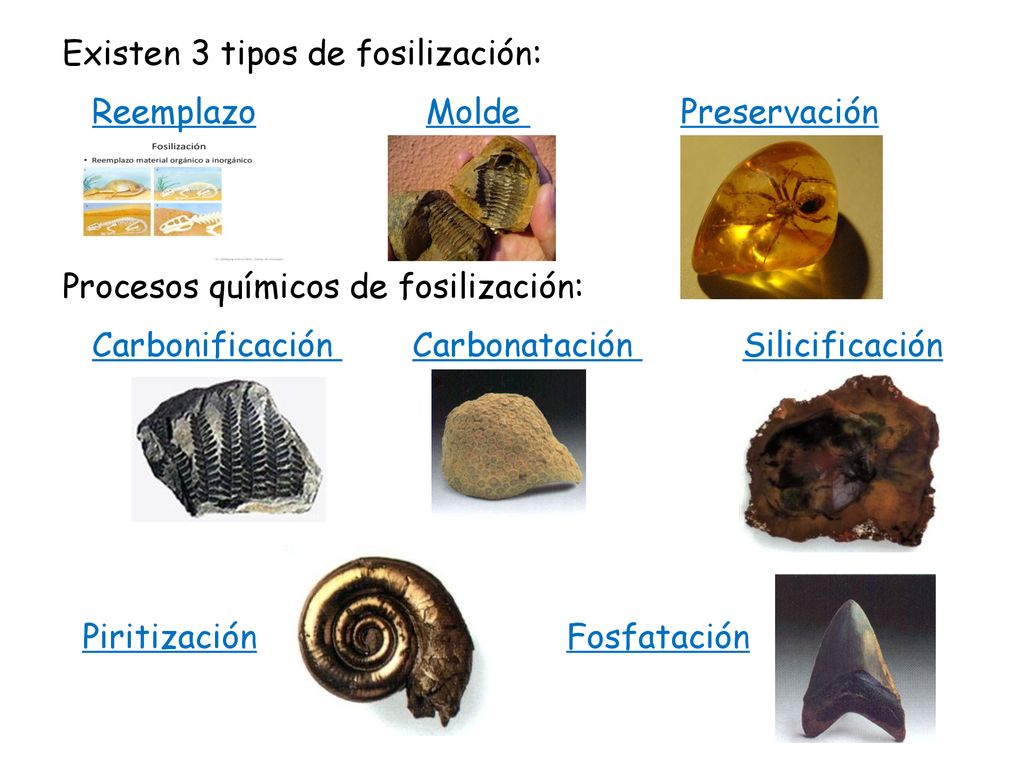 Existen 3 tipos de fosilización: Reemplazo Molde Preservación Procesos químicos de fosilización: Carbonificación Carbonatación Silicificación Piritización Fosfatación