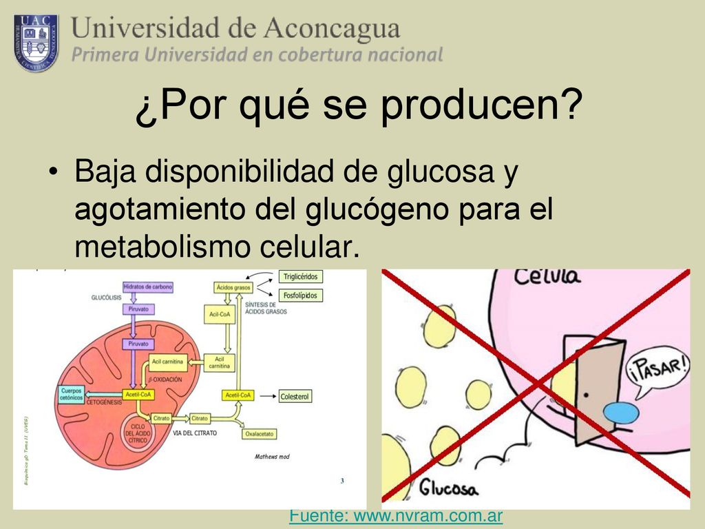 ¿Por qué se producen Baja disponibilidad de glucosa y agotamiento del glucógeno para el metabolismo celular.