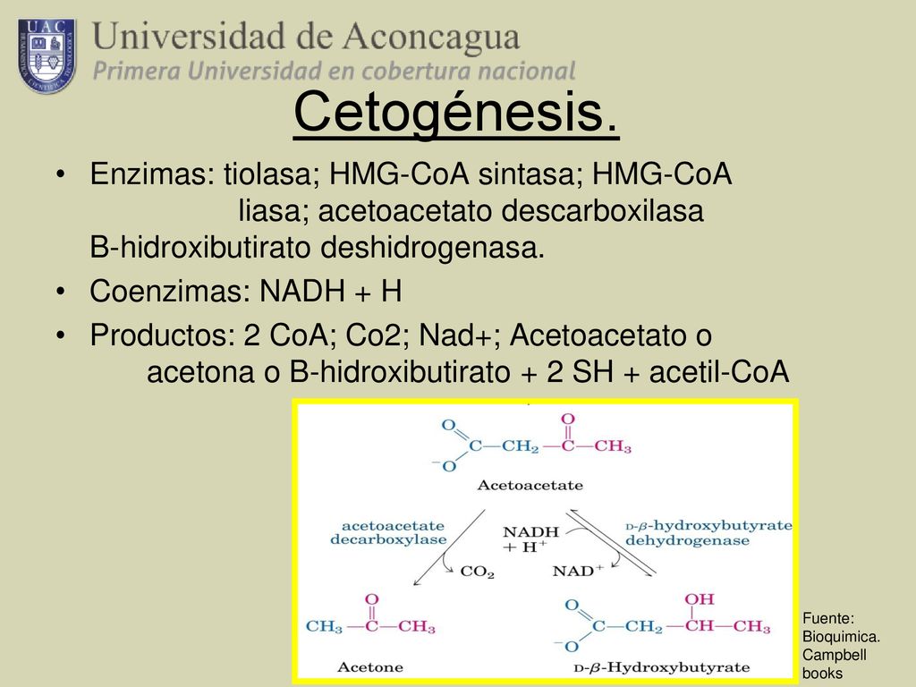 Cetogénesis. Enzimas: tiolasa; HMG-CoA sintasa; HMG-CoA liasa; acetoacetato descarboxilasa B-hidroxibutirato deshidrogenasa.