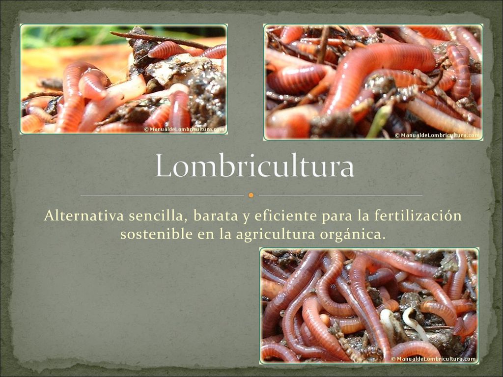 Lombricultura Alternativa sencilla, barata y eficiente para la fertilización sostenible en la agricultura orgánica.