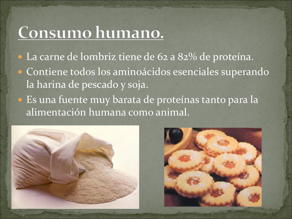 Consumo humano. La carne de lombriz tiene de 62 a 82% de proteína.
