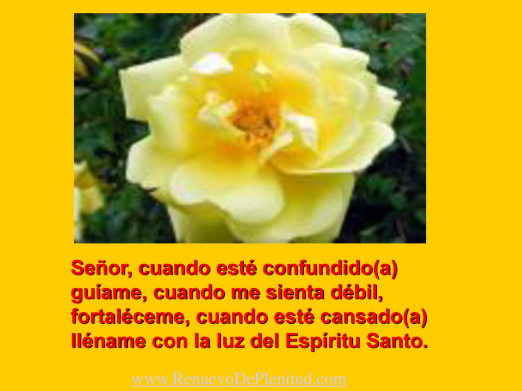 Señor, cuando esté confundido(a) guíame, cuando me sienta débil, fortaléceme, cuando esté cansado(a) lléname con la luz del Espíritu Santo.