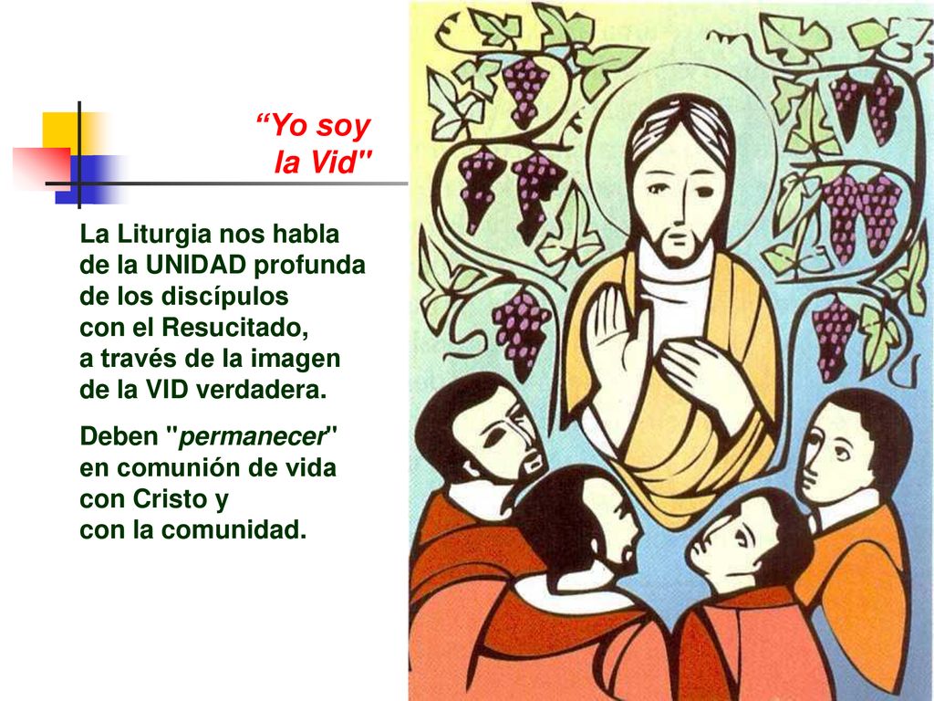 Yo soy la Vid La Liturgia nos habla de la UNIDAD profunda