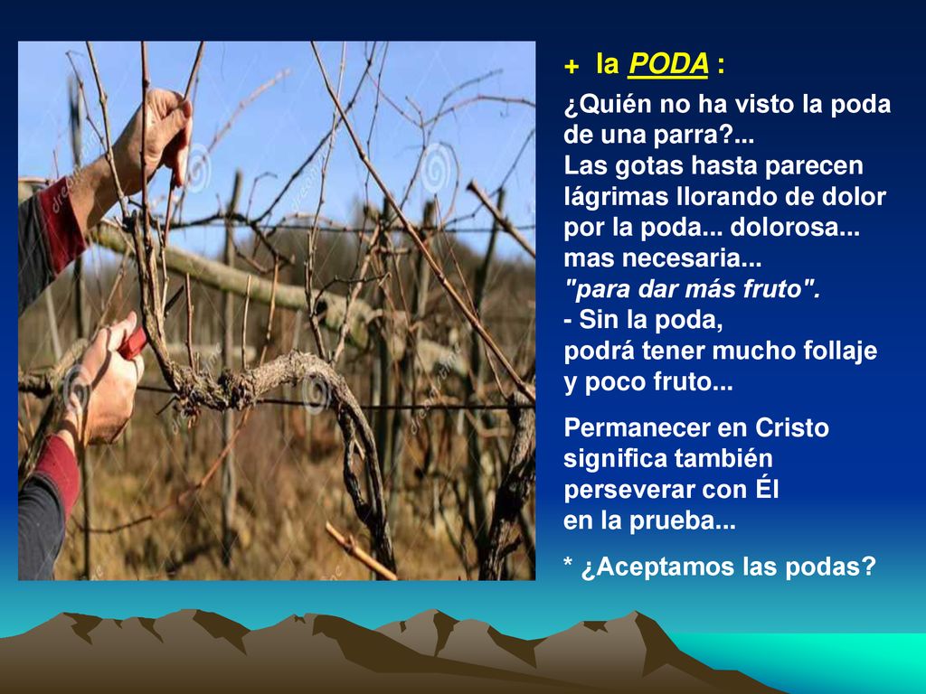 + la PODA : ¿Quién no ha visto la poda de una parra ...