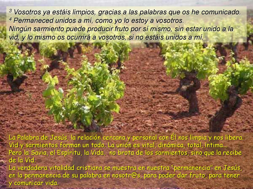 3 Vosotros ya estáis limpios, gracias a las palabras que os he comunicado. 4 Permaneced unidos a mí, como yo lo estoy a vosotros. Ningún sarmiento puede producir fruto por sí mismo, sin estar unido a la vid, y lo mismo os ocurrirá a vosotros, si no estáis unidos a mí.