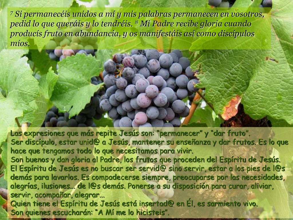 7 Si permanecéis unidos a mí y mis palabras permanecen en vosotros, pedid lo que queráis y lo tendréis. 8 Mi Padre recibe gloria cuando producís fruto en abundancia, y os manifestáis así como discípulos míos.