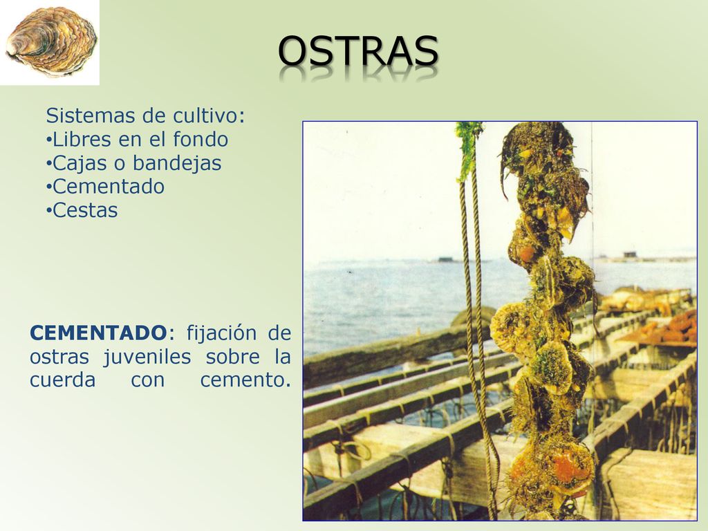 OSTRAS Sistemas de cultivo: Libres en el fondo Cajas o bandejas