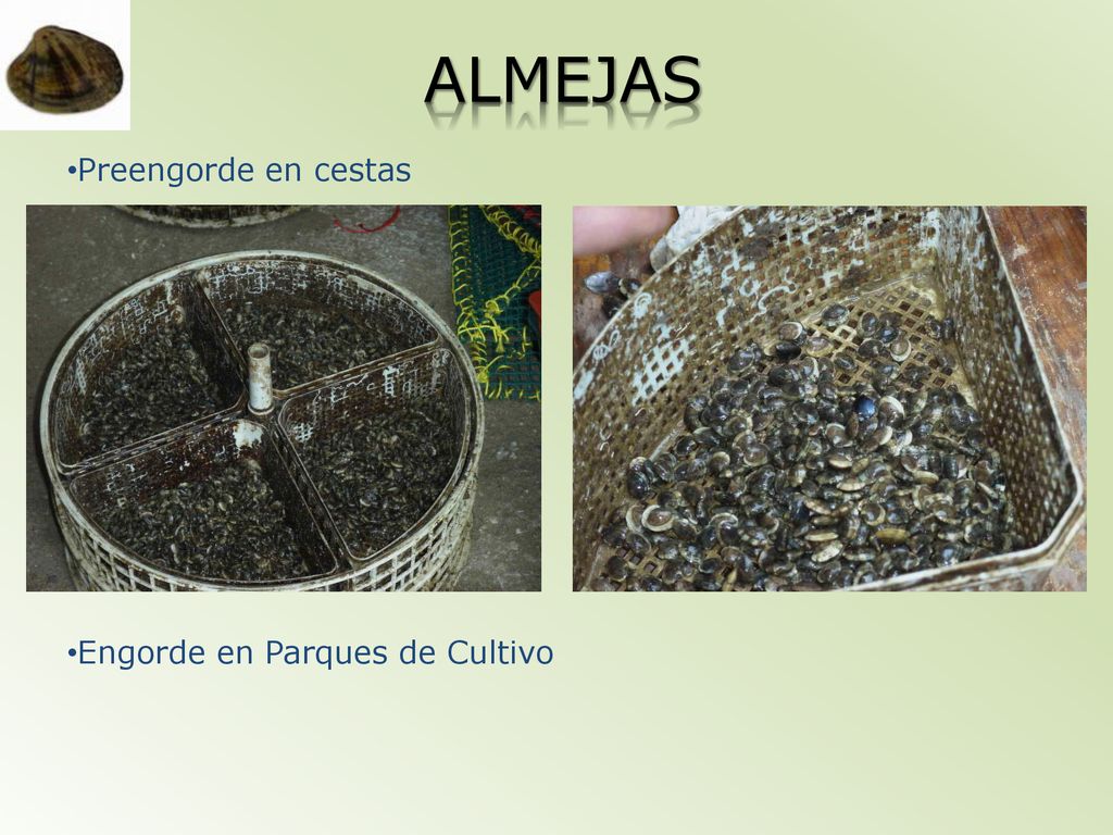 ALMEJAS Preengorde en cestas Engorde en Parques de Cultivo