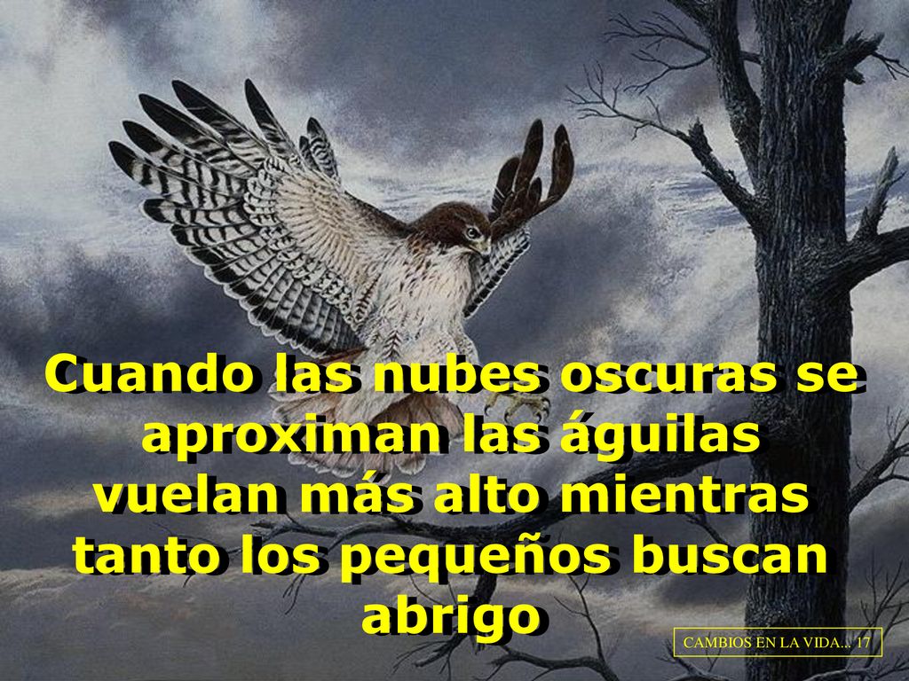 Cuando las nubes oscuras se aproximan las águilas vuelan más alto mientras tanto los pequeños buscan abrigo