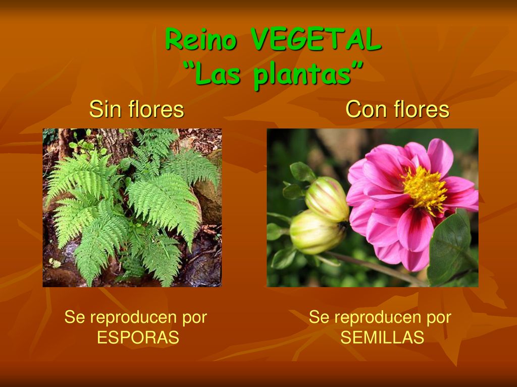 Reino VEGETAL Las plantas Sin flores Con flores Se reproducen por