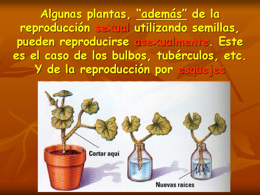 Algunas plantas, además de la reproducción sexual utilizando semillas, pueden reproducirse asexualmente.