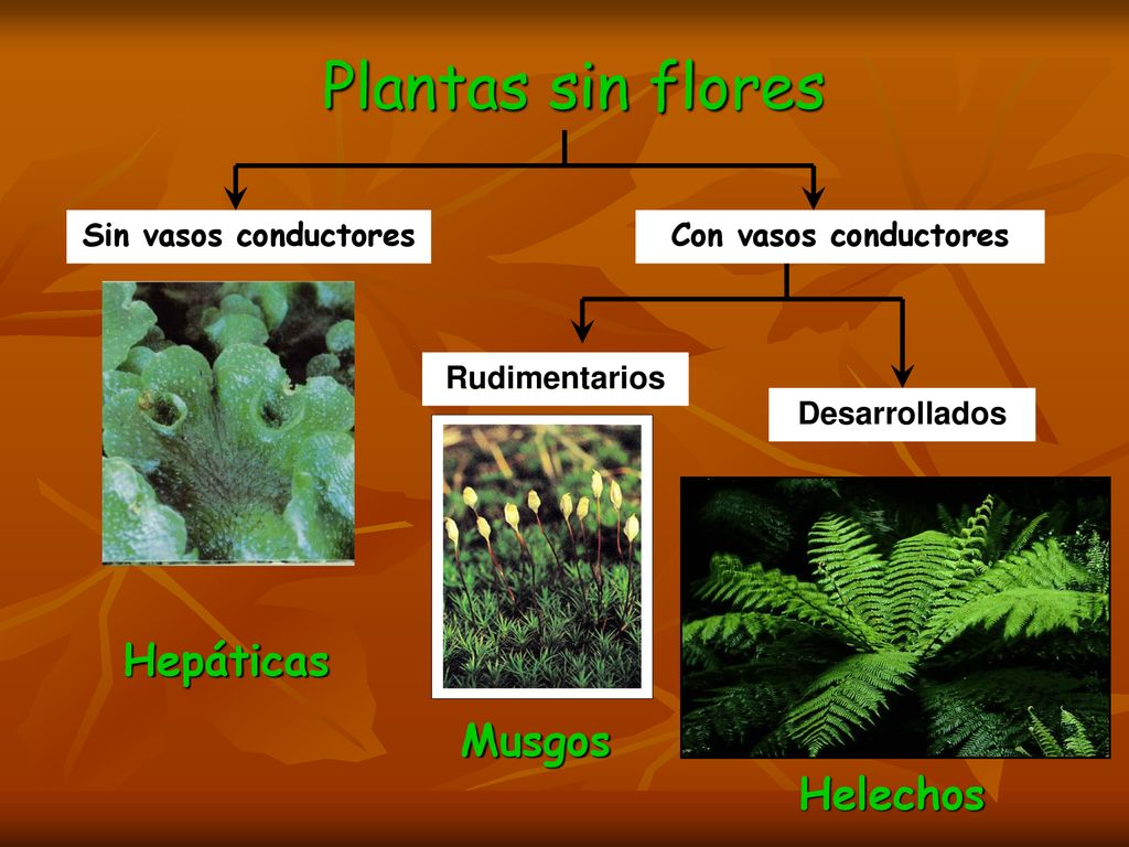 Plantas sin flores Hepáticas Musgos Helechos Sin vasos conductores