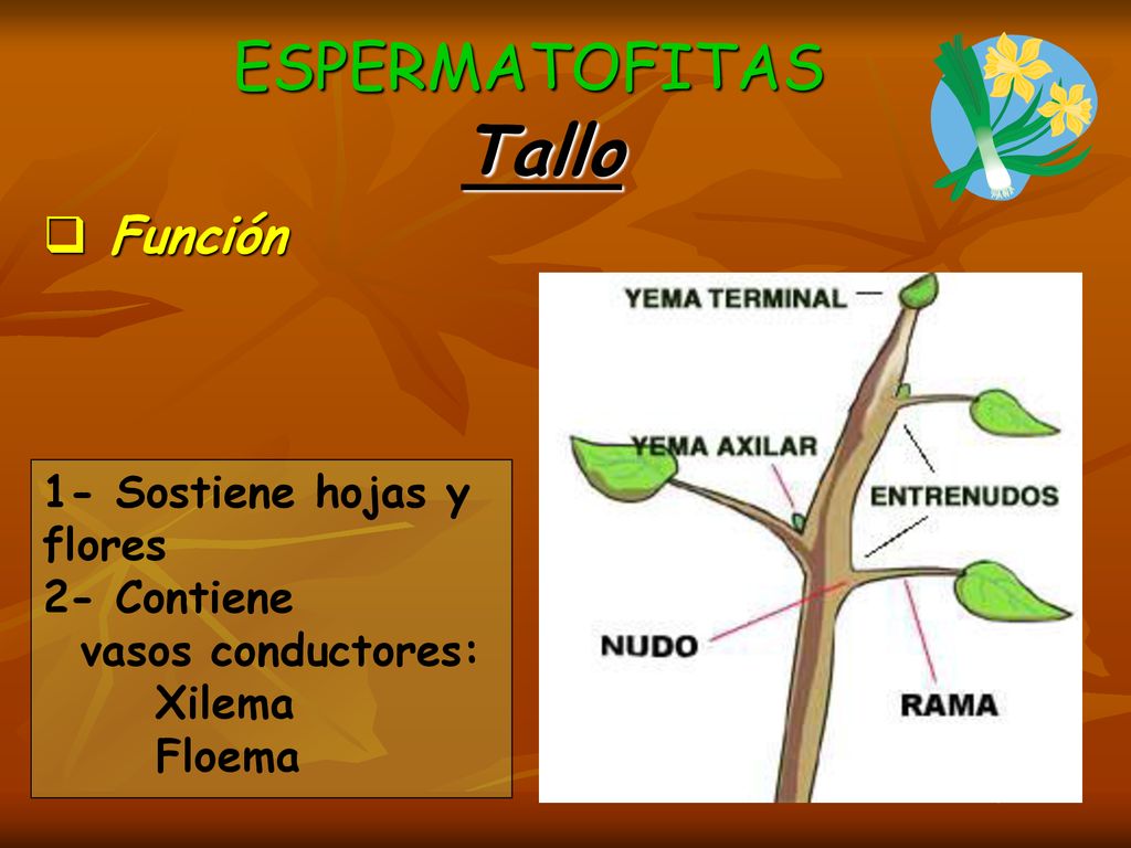 Tallo ESPERMATOFITAS Función 1- Sostiene hojas y flores 2- Contiene