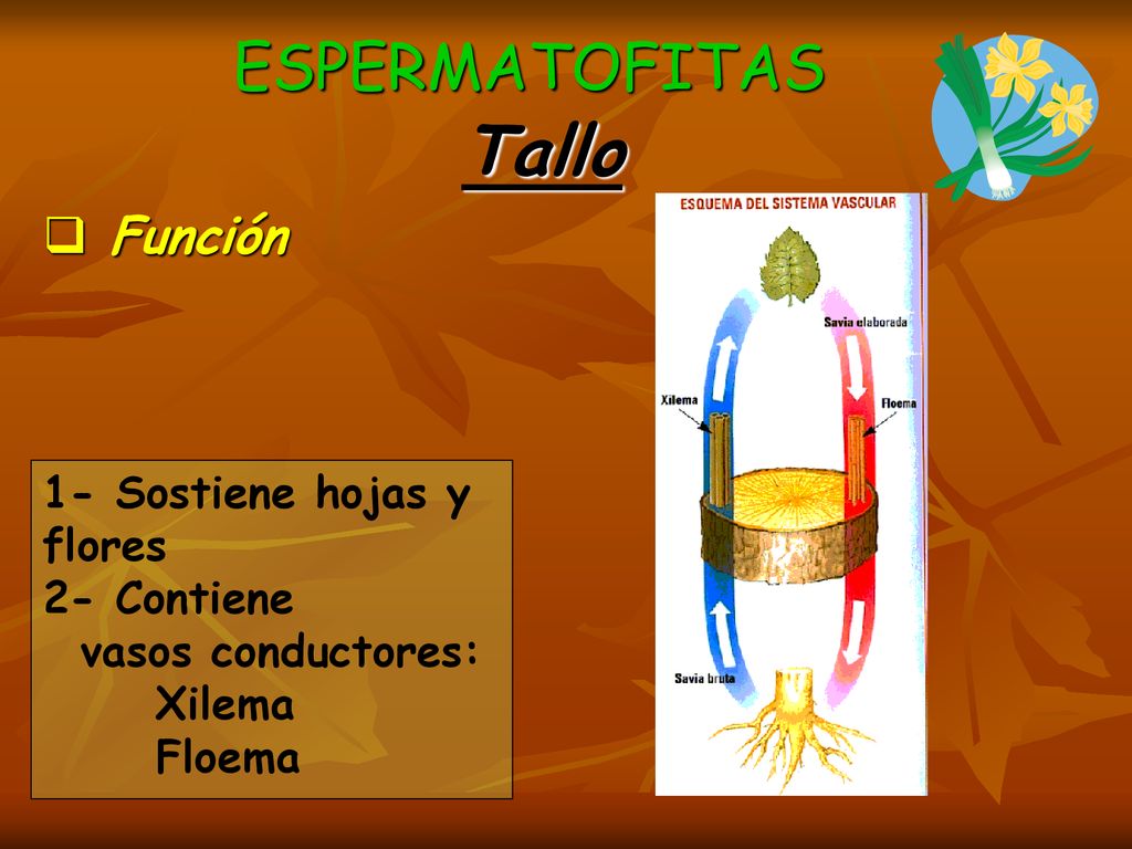 Tallo ESPERMATOFITAS Función 1- Sostiene hojas y flores 2- Contiene
