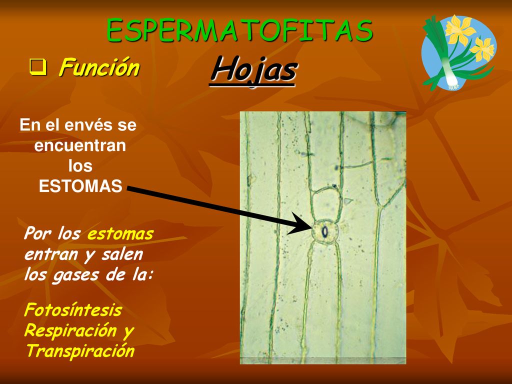 Hojas ESPERMATOFITAS Función En el envés se encuentran los ESTOMAS