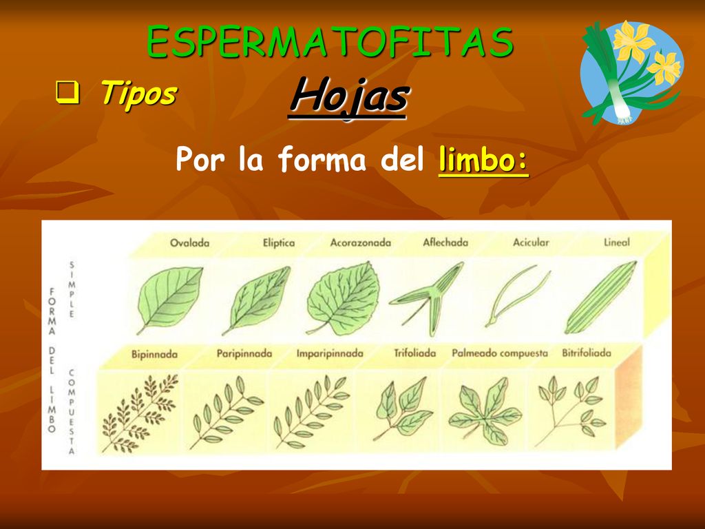 ESPERMATOFITAS Hojas Tipos Por la forma del limbo: