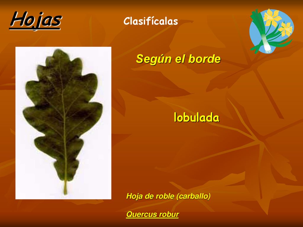 Hojas Según el borde lobulada Clasifícalas Hoja de roble (carballo)