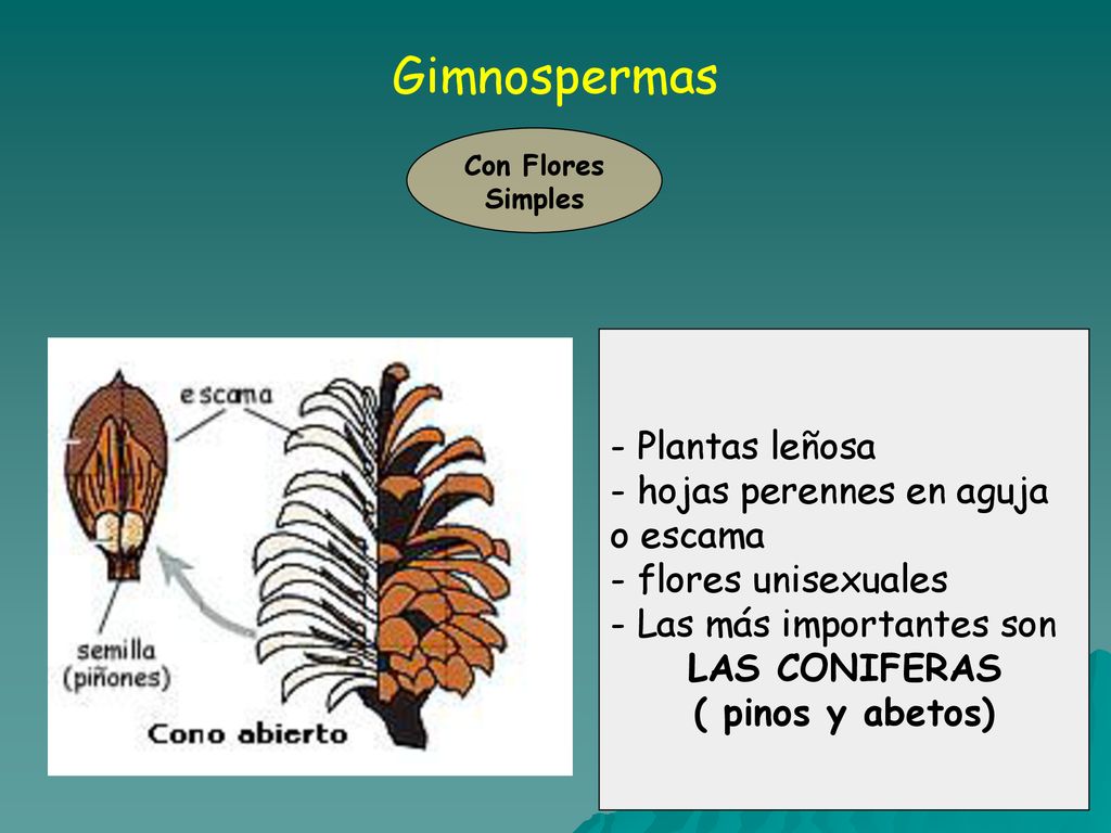 Gimnospermas - Plantas leñosa - hojas perennes en aguja o escama
