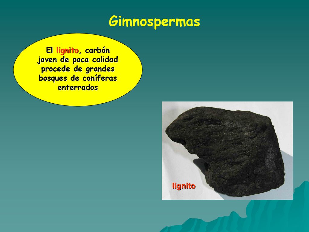 Gimnospermas El lignito, carbón joven de poca calidad procede de grandes bosques de coníferas enterrados.