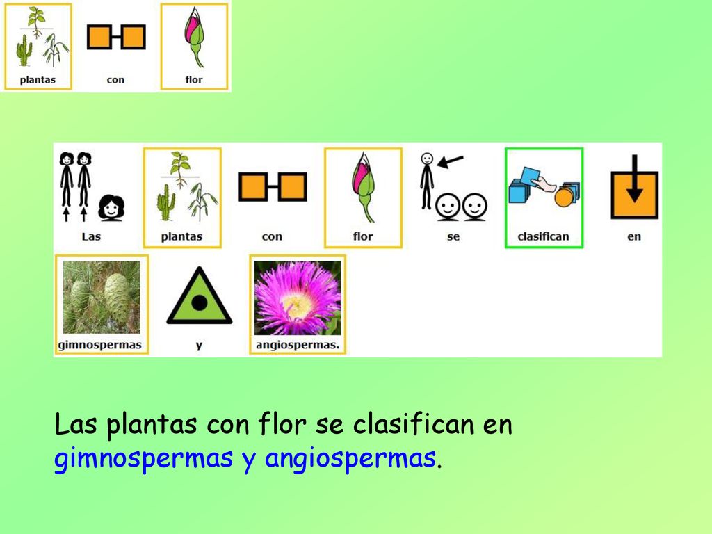 Las plantas con flor se clasifican en gimnospermas y angiospermas.