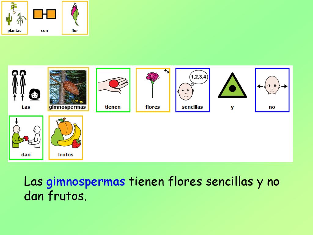 Las gimnospermas tienen flores sencillas y no dan frutos.