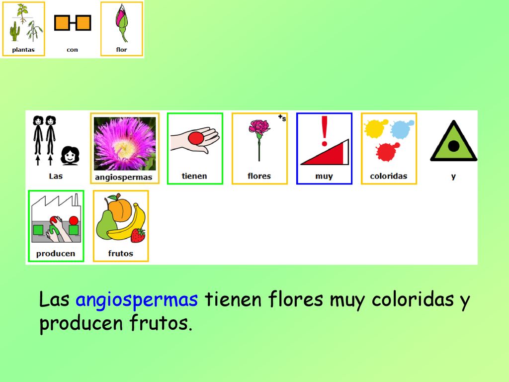 Las angiospermas tienen flores muy coloridas y producen frutos.