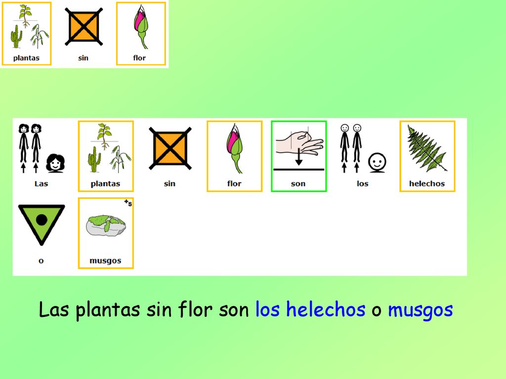 Las plantas sin flor son los helechos o musgos