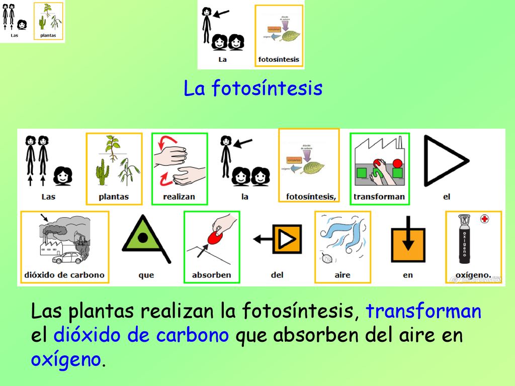 La fotosíntesis Las plantas realizan la fotosíntesis, transforman el dióxido de carbono que absorben del aire en oxígeno.