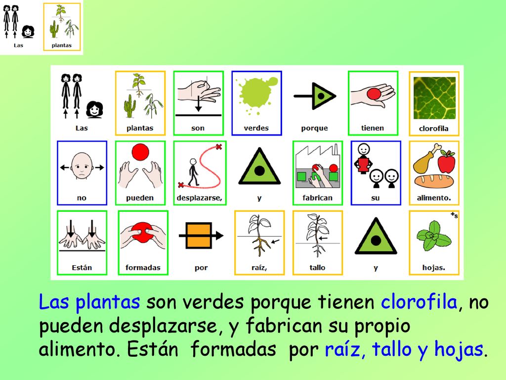 Las plantas son verdes porque tienen clorofila, no pueden desplazarse, y fabrican su propio alimento.