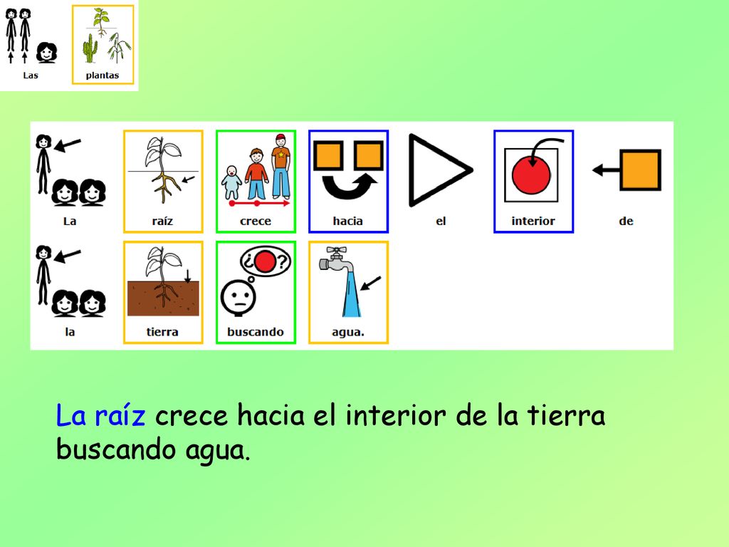 La raíz crece hacia el interior de la tierra buscando agua.