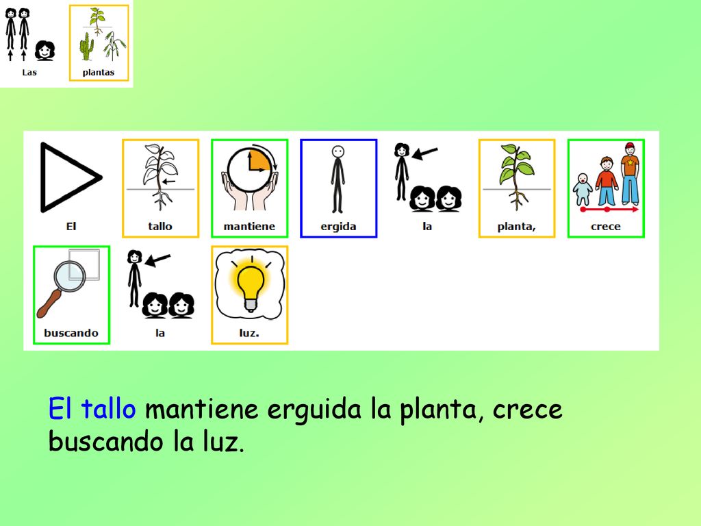 El tallo mantiene erguida la planta, crece buscando la luz.