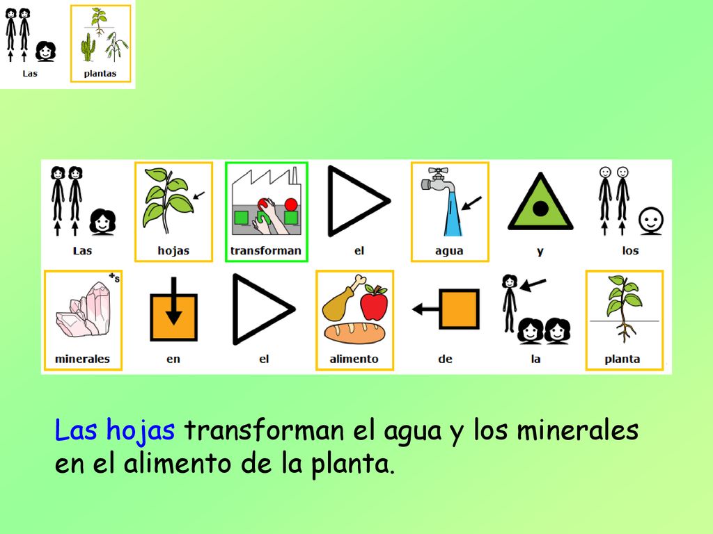Las hojas transforman el agua y los minerales en el alimento de la planta.