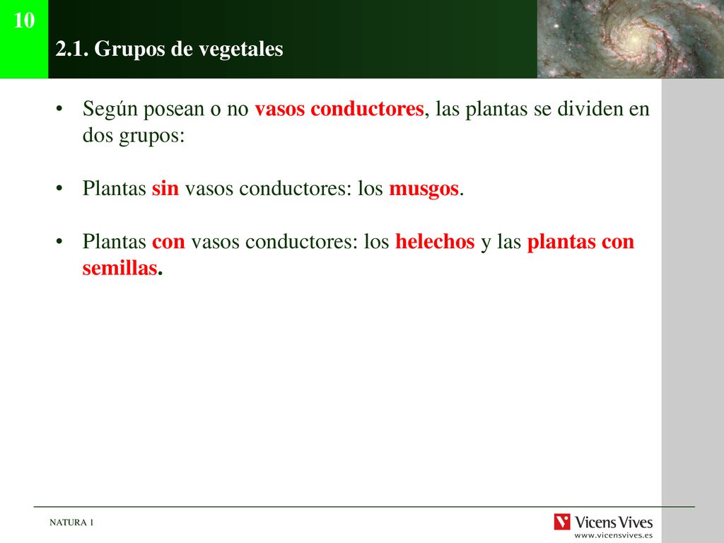 Grupos de vegetales. Según posean o no vasos conductores, las plantas se dividen en dos grupos: